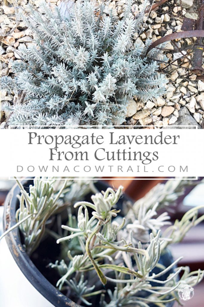 from cuttings. You'll have rows of baby lavender in no time!