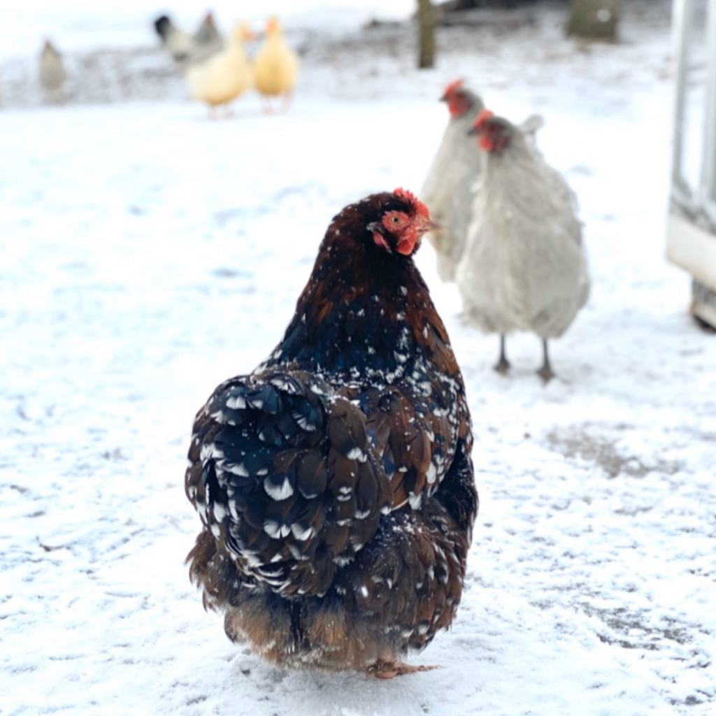 Keep chickens laying in winter Down A Cow Trail