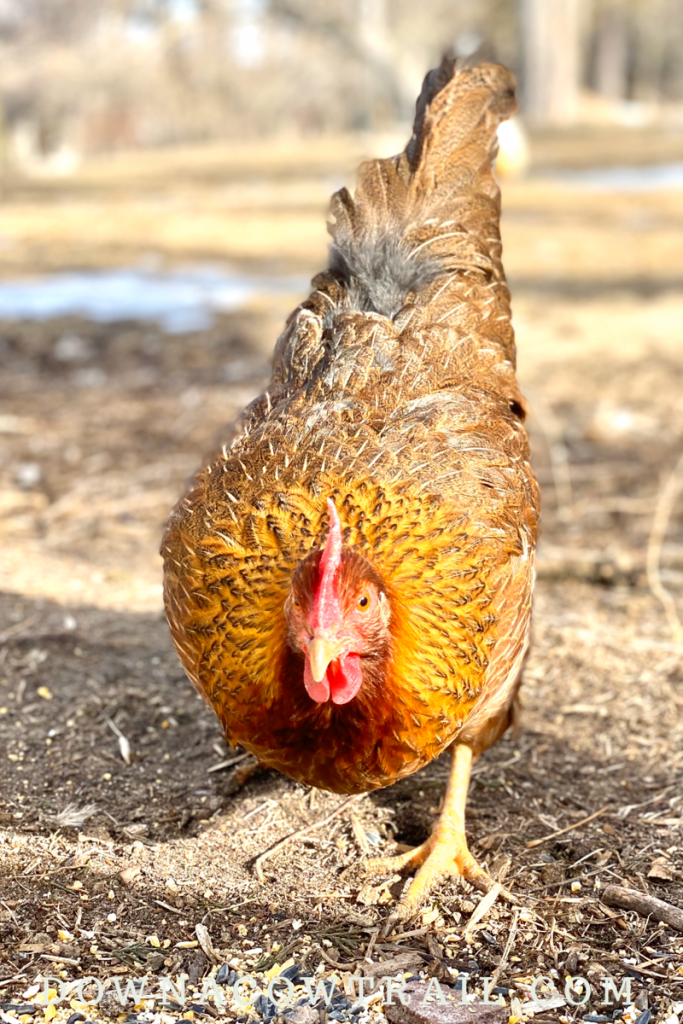 Best Chicken Breeds for Colorful Eggs