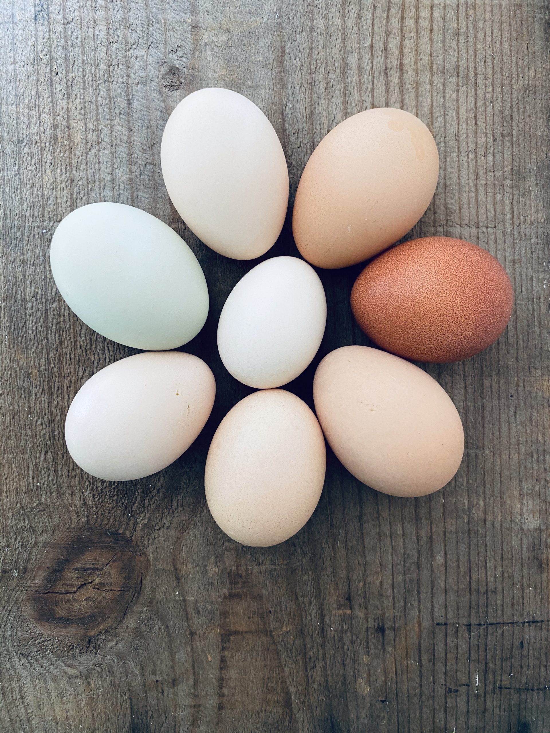 Best breeds for beautiful colorful eggs