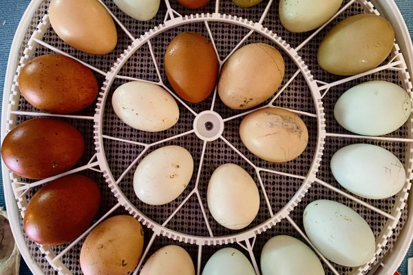 Incubating Eggs