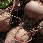 Canning Beets