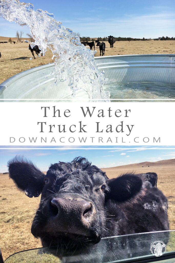 Every spring calving season rolls around, and so does the need for the water truck lady.