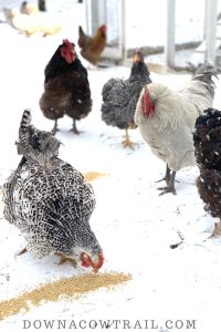Keep your hens laying through winter