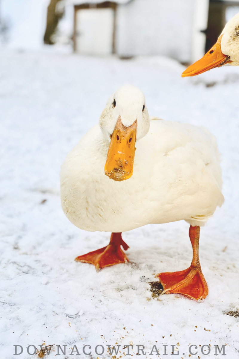 Caring for ducks in winter