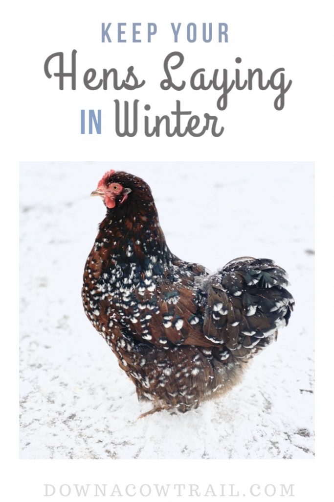 Keep your hens laying through winter