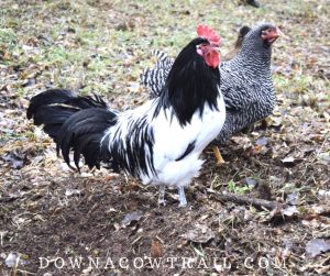 Best Breeds for Colorful Eggs 