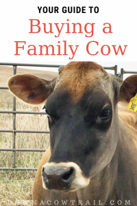 Buying A Family Milk Cow