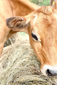 daily milking routine