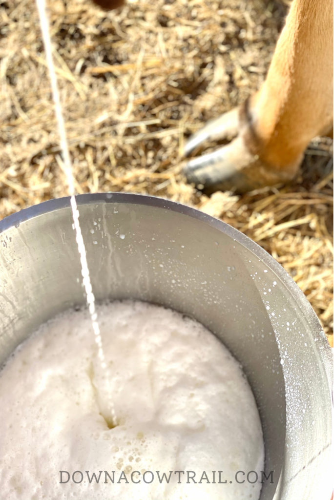 Simple Daily Milking Routine