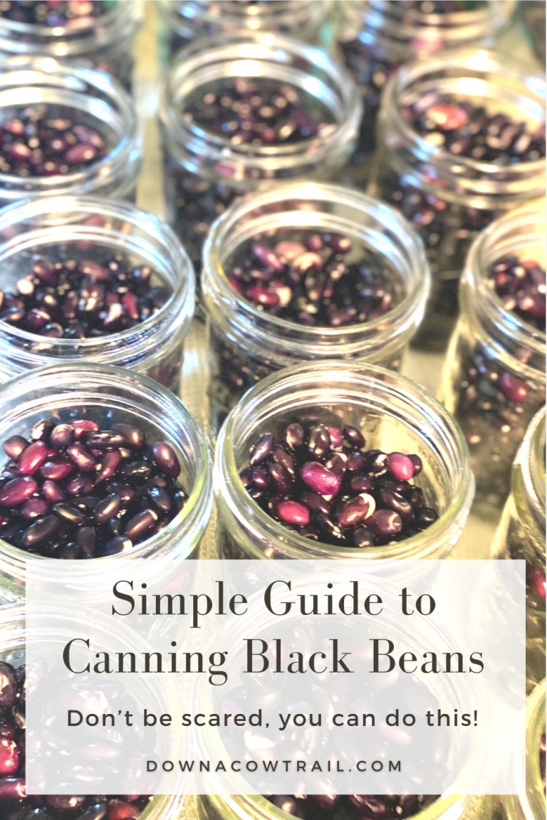 Pressure Canned Black Beans A Simple Guide DIY Preserving