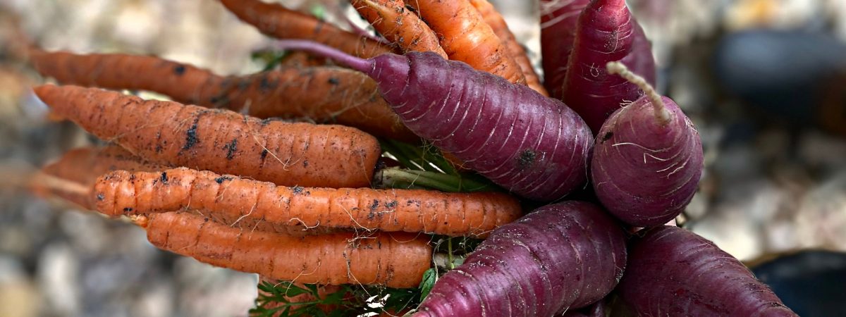 Pressure Canning Carrots – Preserve carrots for years!